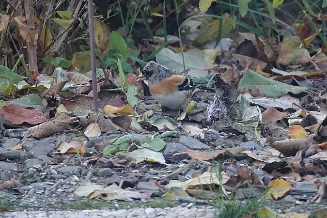 Pinson du Nord  - Remy Simon