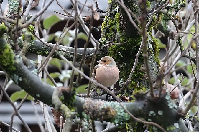 Pinson des arbres  - Remy Simon