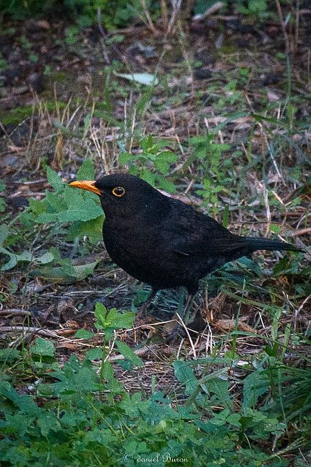 Merle noir  - Daniel Buron