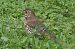 Grive musicienne (Turdus philomelos) © auteur non diffusé