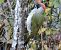 Pic vert (Picus viridis) © Sonia Le Corvaisier