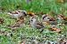 Moineau domestique (Passer domesticus) © Christophe Abonnat