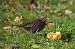 Merle noir (Turdus merula) © Christophe Abonnat