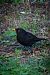 Merle noir (Turdus merula) © Daniel Buron