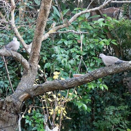 Tourterelle turque  - Marc Chabanon