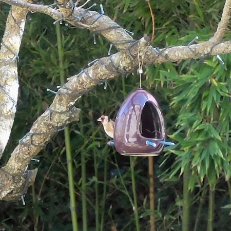 Chardonneret élégant  - Marc Chabanon