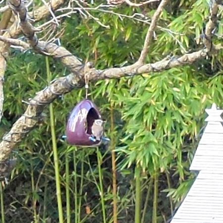 Mésange huppée  - Marc Chabanon