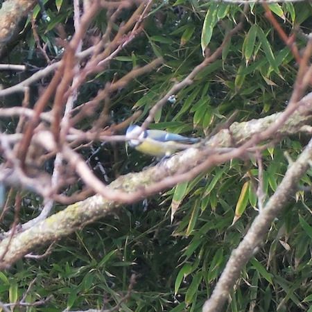 Mésange bleue  - Marc Chabanon