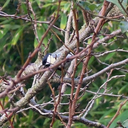 Mésange charbonnière  - Marc Chabanon