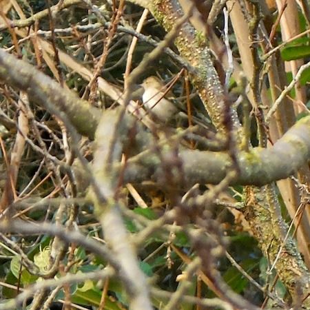 Pinson des arbres  - Marc Chabanon