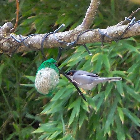Fauvette mélanocéphale  - Marc Chabanon