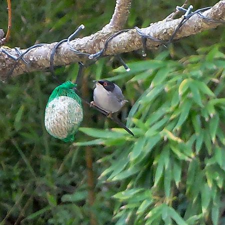 Fauvette mélanocéphale  - Marc Chabanon