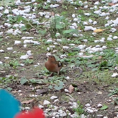 Pinson des arbres  - Marc Chabanon