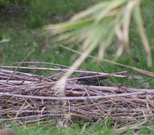 Étourneau sansonnet 