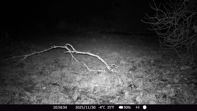 Hérisson d'Europe  - Xavier Grevet