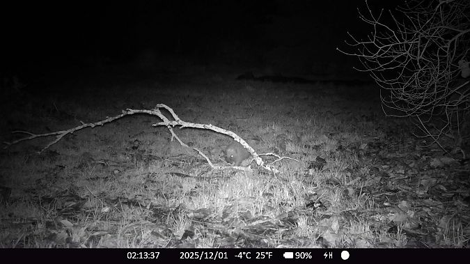 Hérisson d'Europe  - Xavier Grevet