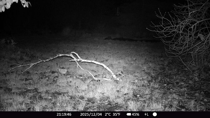 Hérisson d'Europe  - Xavier Grevet