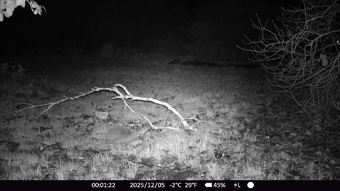 Hérisson d'Europe  - Xavier Grevet