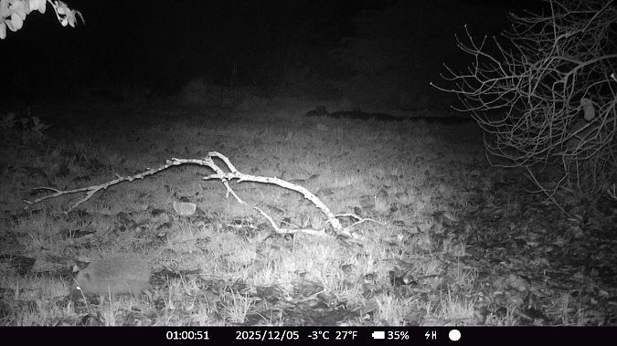 Hérisson d'Europe  - Xavier Grevet