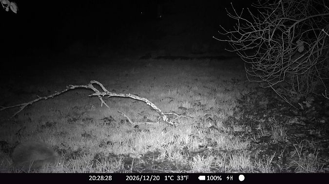 Hérisson d'Europe  - Xavier Grevet