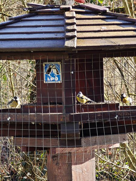 Mésange charbonnière  - Antonio Mantione
