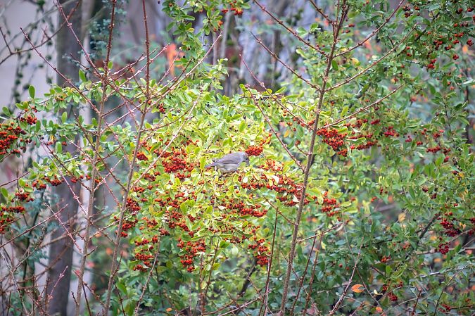 Fauvette à tête noire 