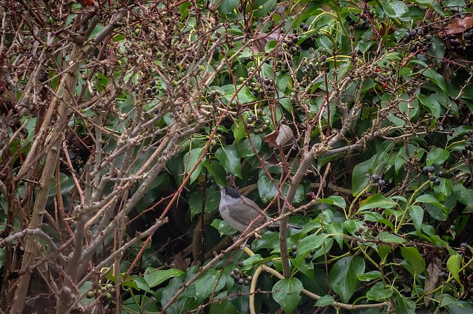 Fauvette à tête noire 