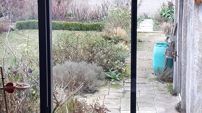 Chardonneret élégant 