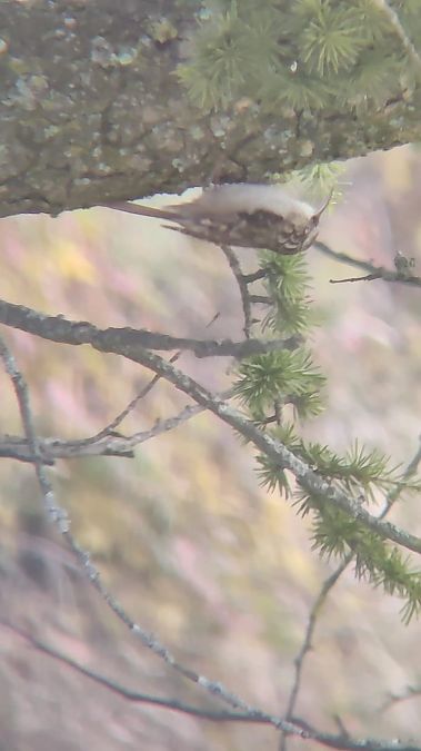 Grimpereau des jardins  - Tiphanie Astre