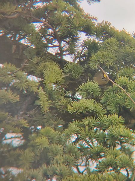 Roitelet huppé  - Tiphanie Astre