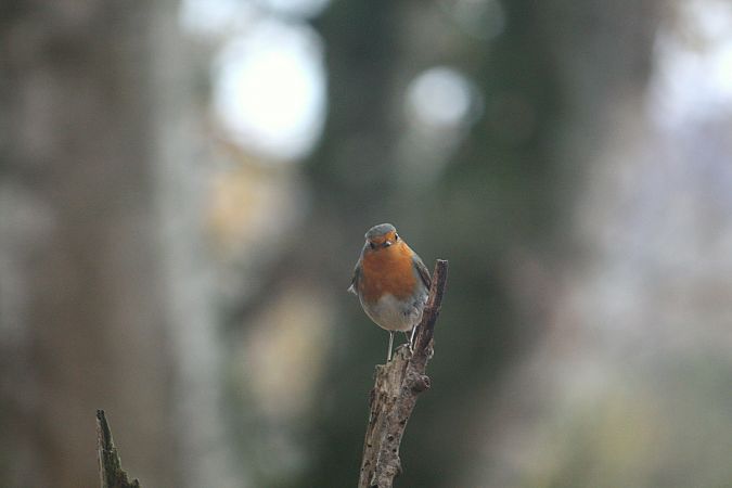 Rougegorge familier  - Paul Werlings
