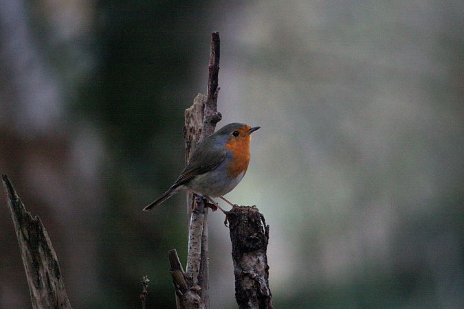 Rougegorge familier  - Paul Werlings