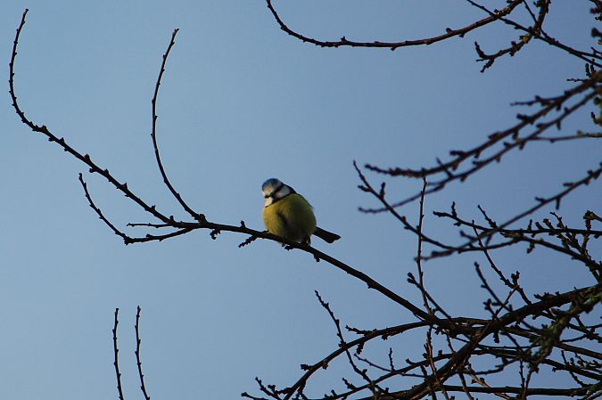 Mésange bleue  - Paul Werlings