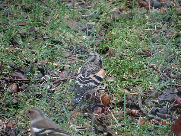 Pinson du Nord  - Caroline Waternaux
