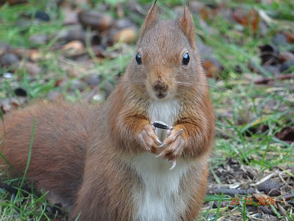 Ecureuil roux  - Caroline Waternaux