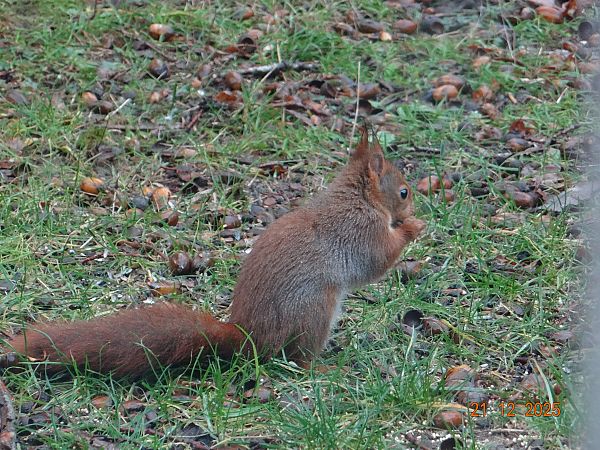 Ecureuil roux  - Caroline Waternaux
