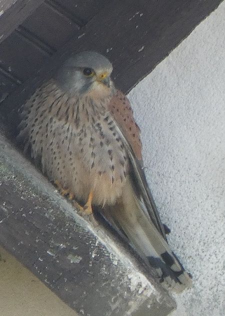 Faucon crécerelle  - Magali Hivert