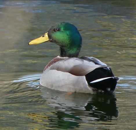 Canard colvert  - Magali Hivert