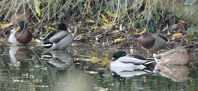Canard colvert  - Magali Hivert