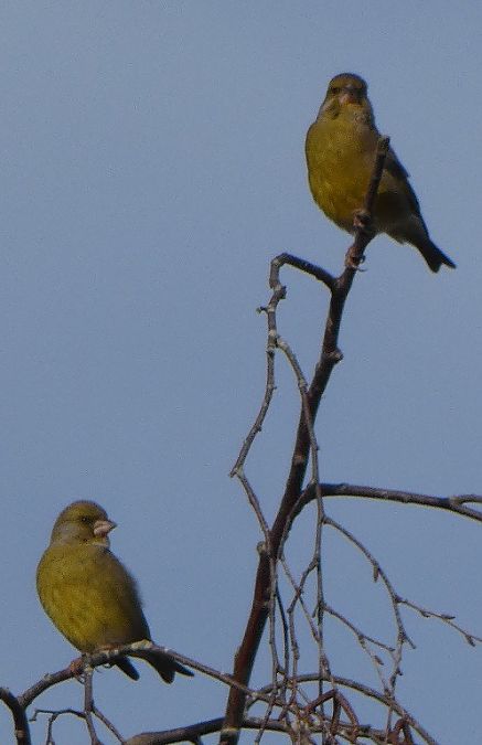 Verdier d'Europe  - Magali Hivert