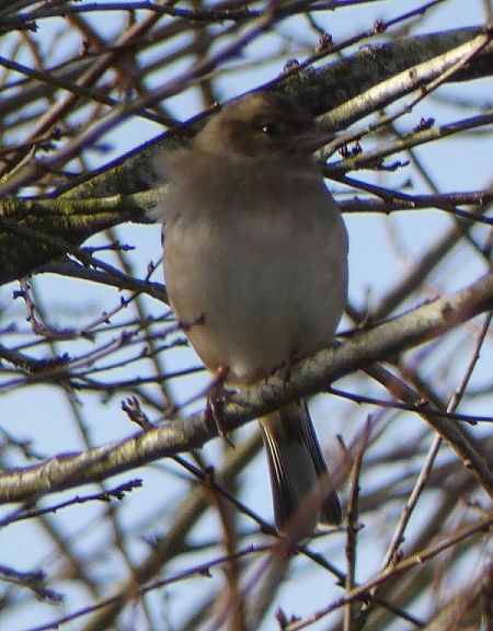 Pinson des arbres  - Magali Hivert