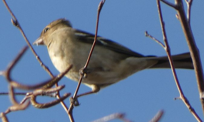 Pinson des arbres  - Magali Hivert