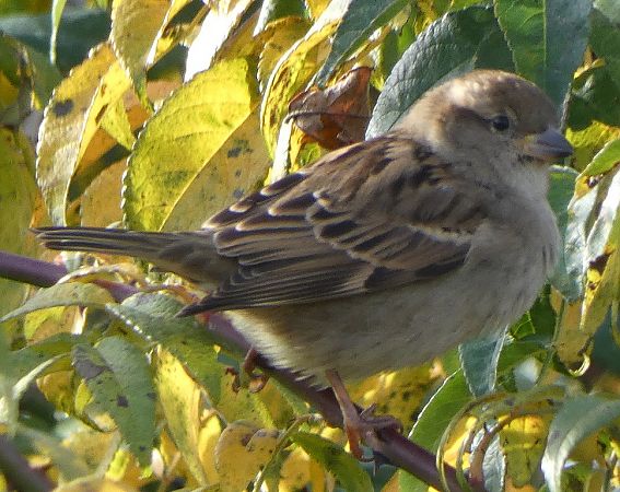 Moineau domestique  - Magali Hivert
