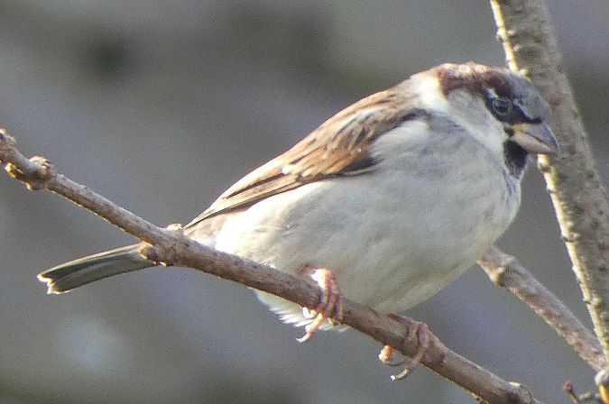 Moineau domestique  - Magali Hivert