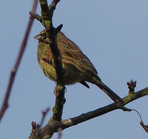 Bruant zizi  - Magali Hivert