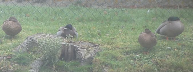 Canard colvert  - Magali Hivert