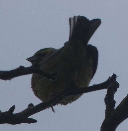 Bruant zizi  - Magali Hivert