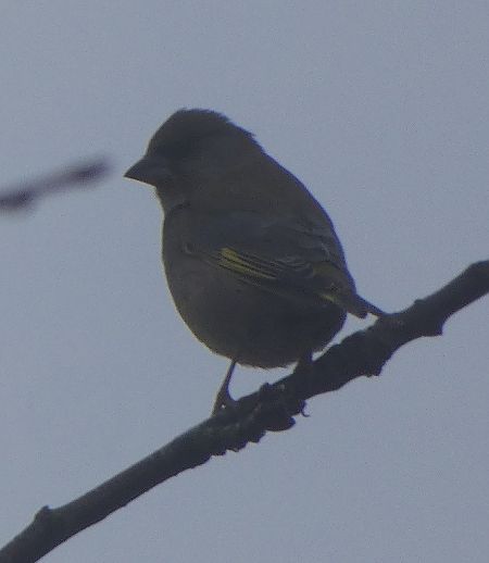 Verdier d'Europe  - Magali Hivert