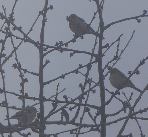 Pinson des arbres  - Magali Hivert