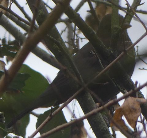 Merle noir  - Magali Hivert